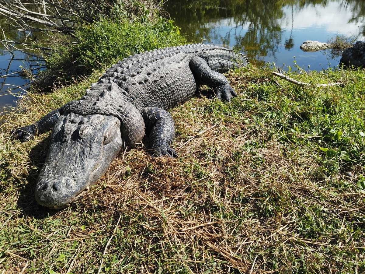 Národní park Everglades plný aligátorů&nbsp;🇺🇸