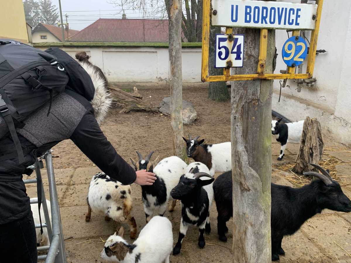 Lysá nad Labem a Zoo Chleby&nbsp;🇨🇿