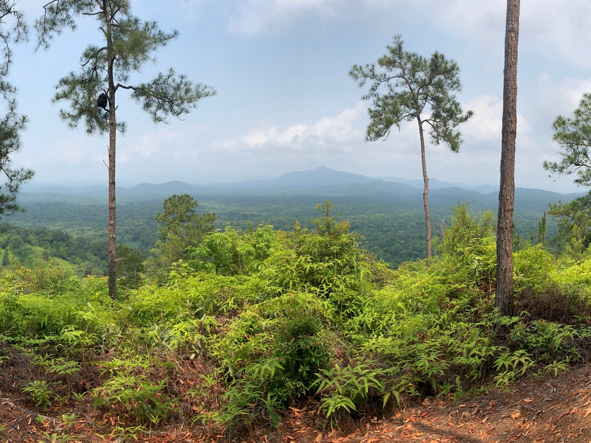 Jaguáři i mayské památky Belize&nbsp;🇧🇿