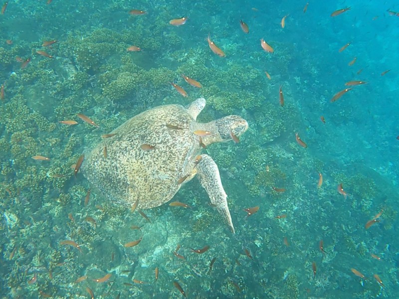 Santa Catalina a „Nové Galapágy“&nbsp;🇵🇦