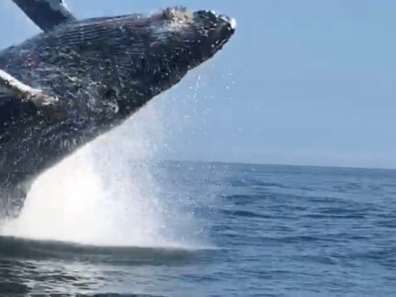 Mancora: pozorování velryb&nbsp;🇵🇪