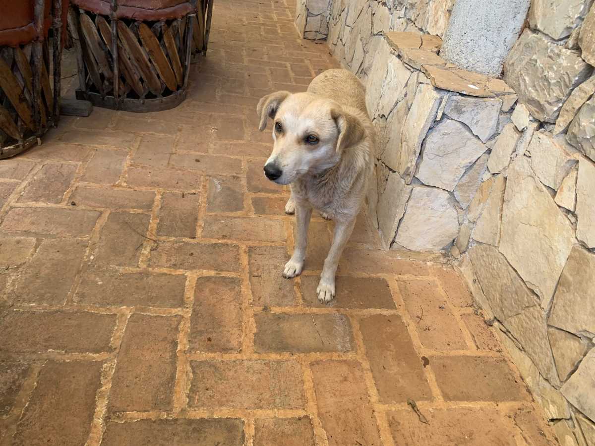 Ochrana proti vzteklině