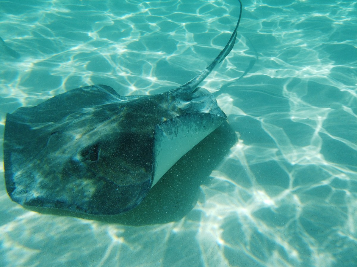 George Town: centrum luxusu a potápění&nbsp;🇰🇾