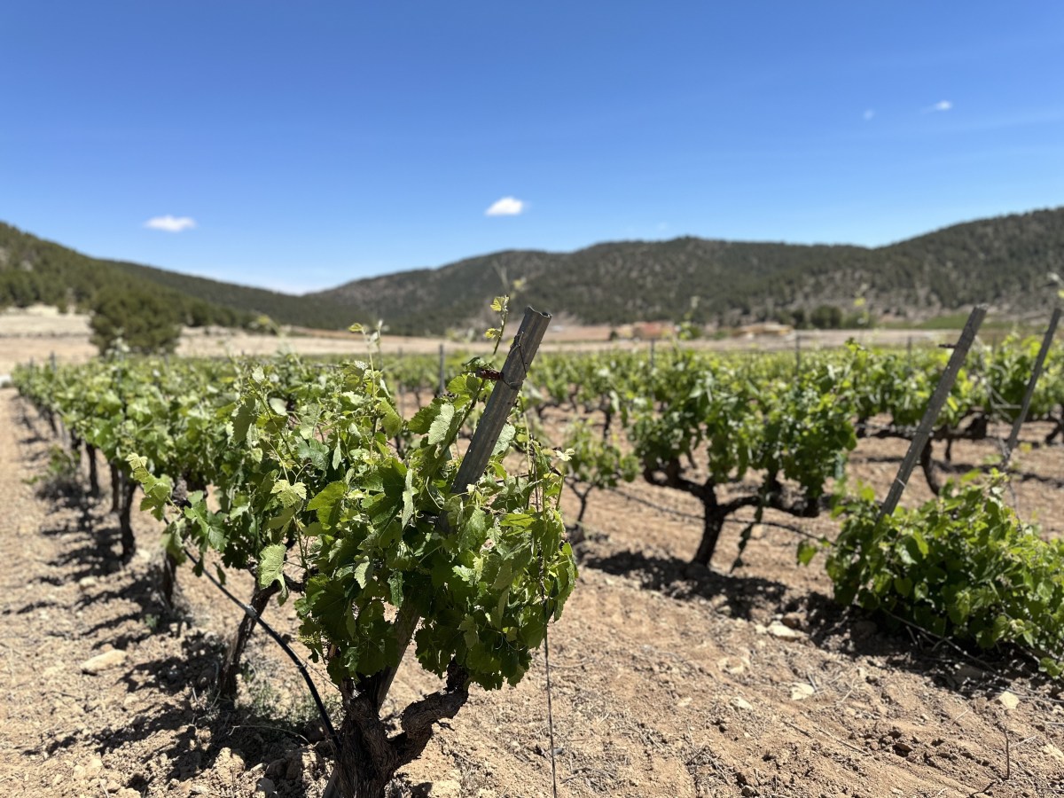 Bullas – výprava za vínem&nbsp;🇪🇸