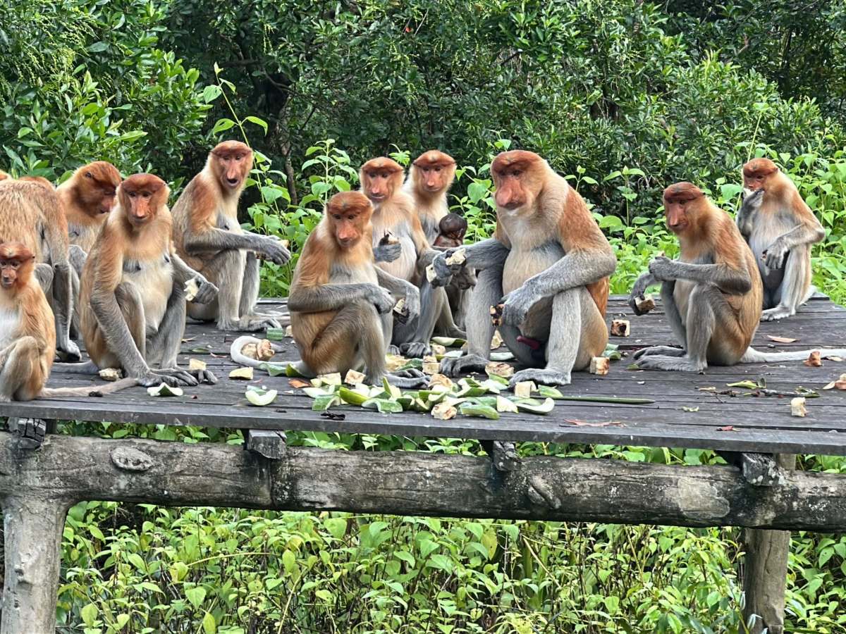 Borneo: za ohroženými zvířaty do Sepiloku&nbsp;🇲🇾
