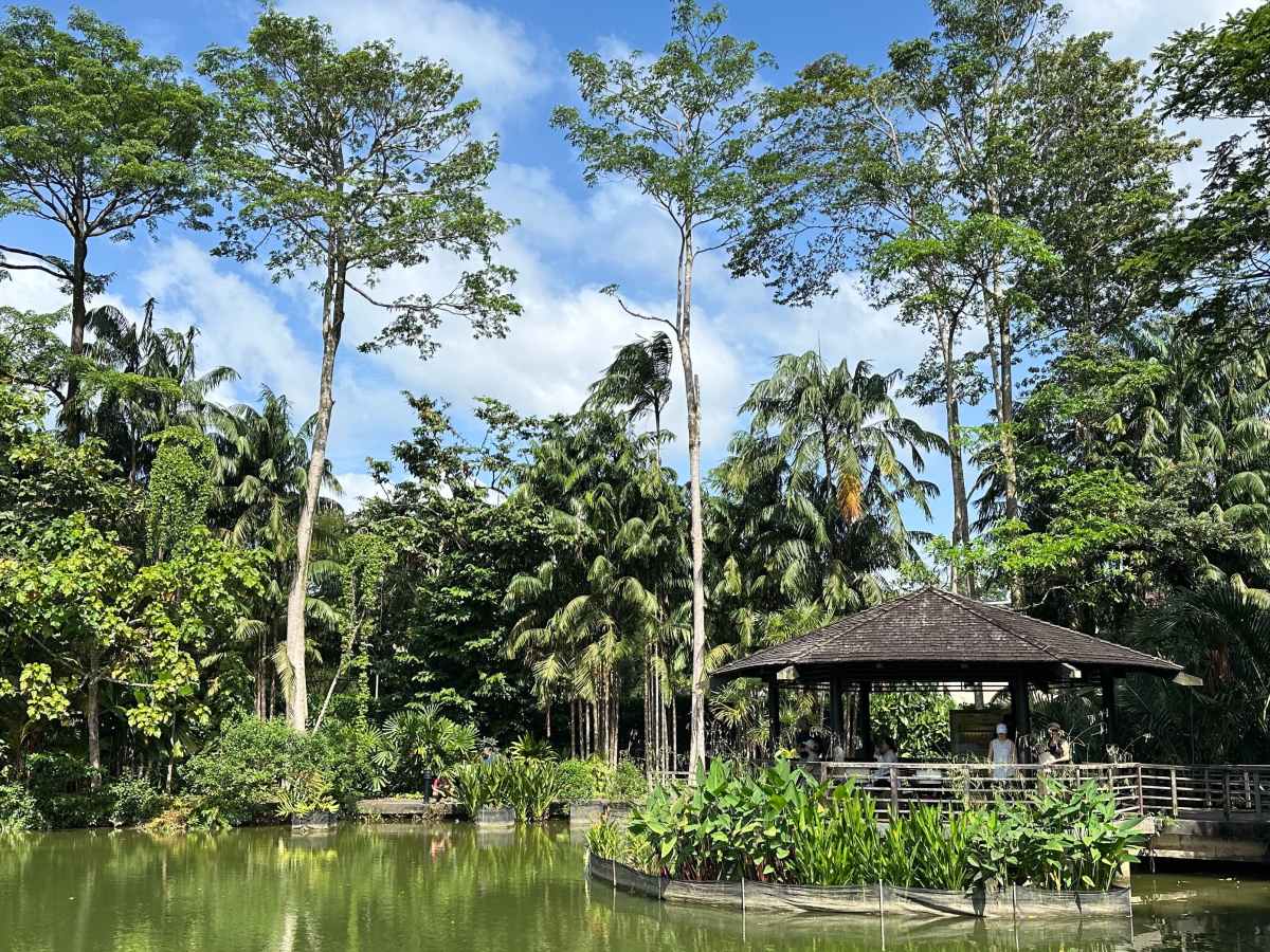 Singapur: UNESCO botanická zahrada&nbsp;🇸🇬