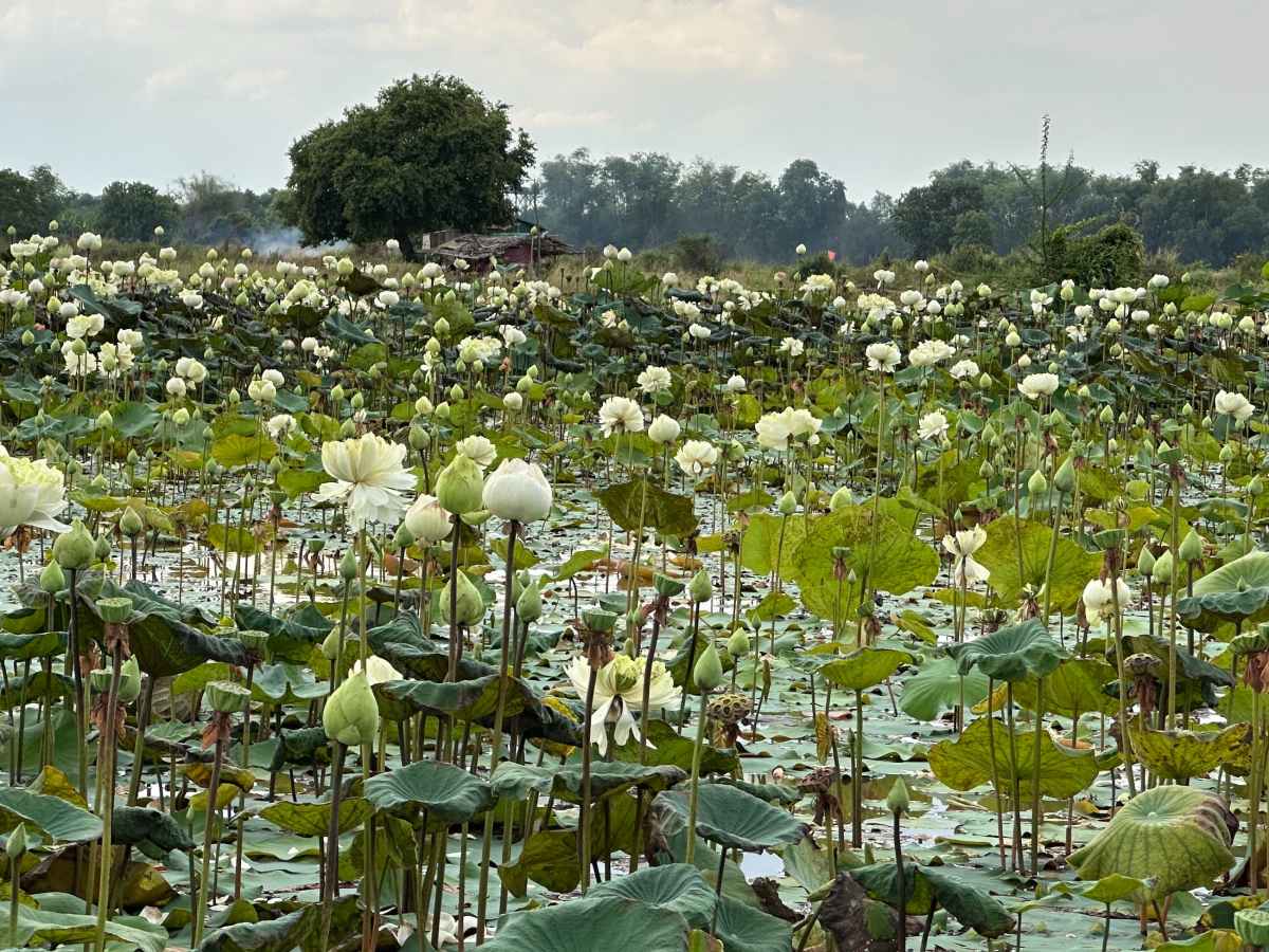 Siem Reap: lotos i okolní vesničky&nbsp;🇰🇭