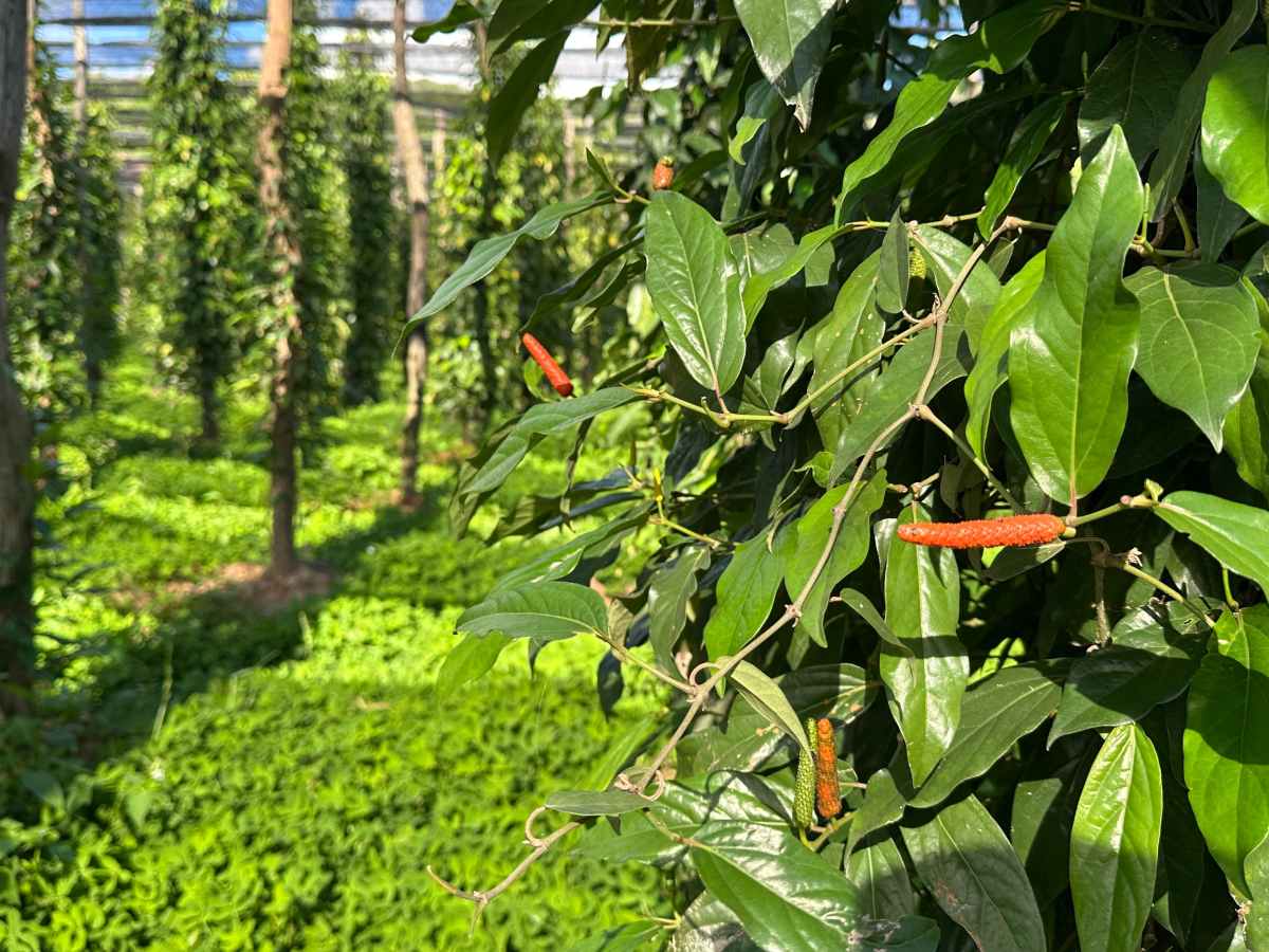 Kampot: město pepře&nbsp;🇰🇭