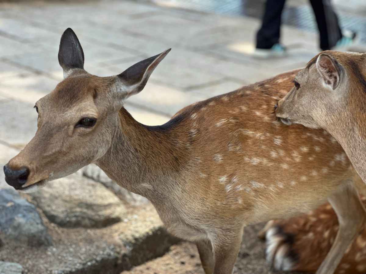 Nara a Uji: srnky, chrámy a nejlepší matcha&nbsp;🇯🇵