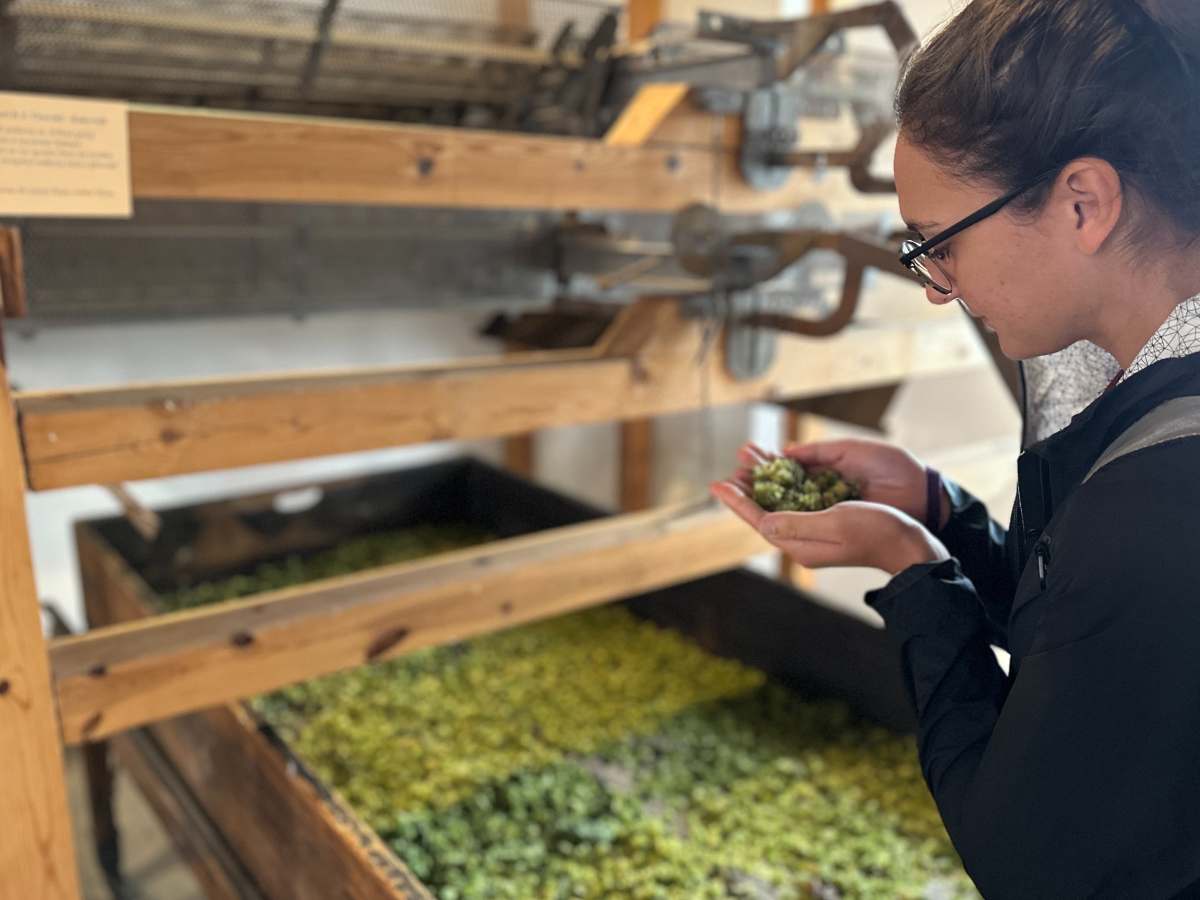 Žatec: chmelařská krajina na seznamu&nbsp;UNESCO